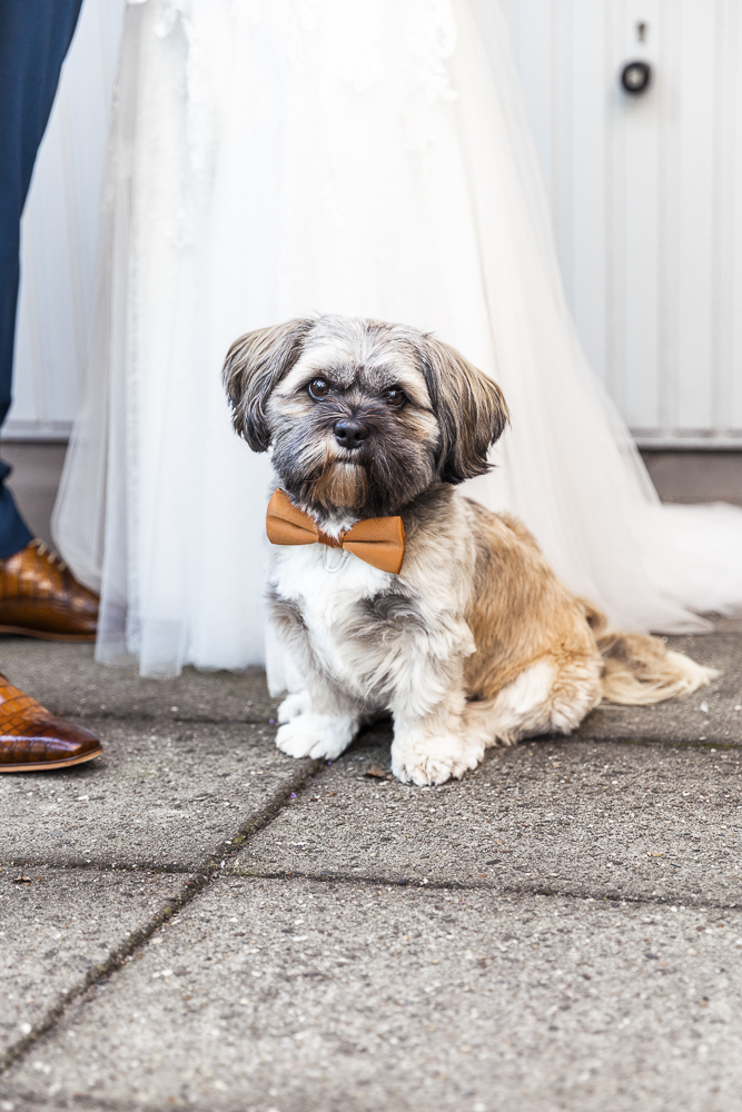 Trouwfotografie van hondje met strikje